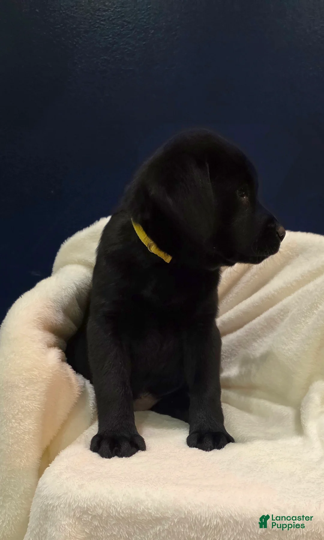 Labrador Retriever dogs for sale: Bella - Ad 2