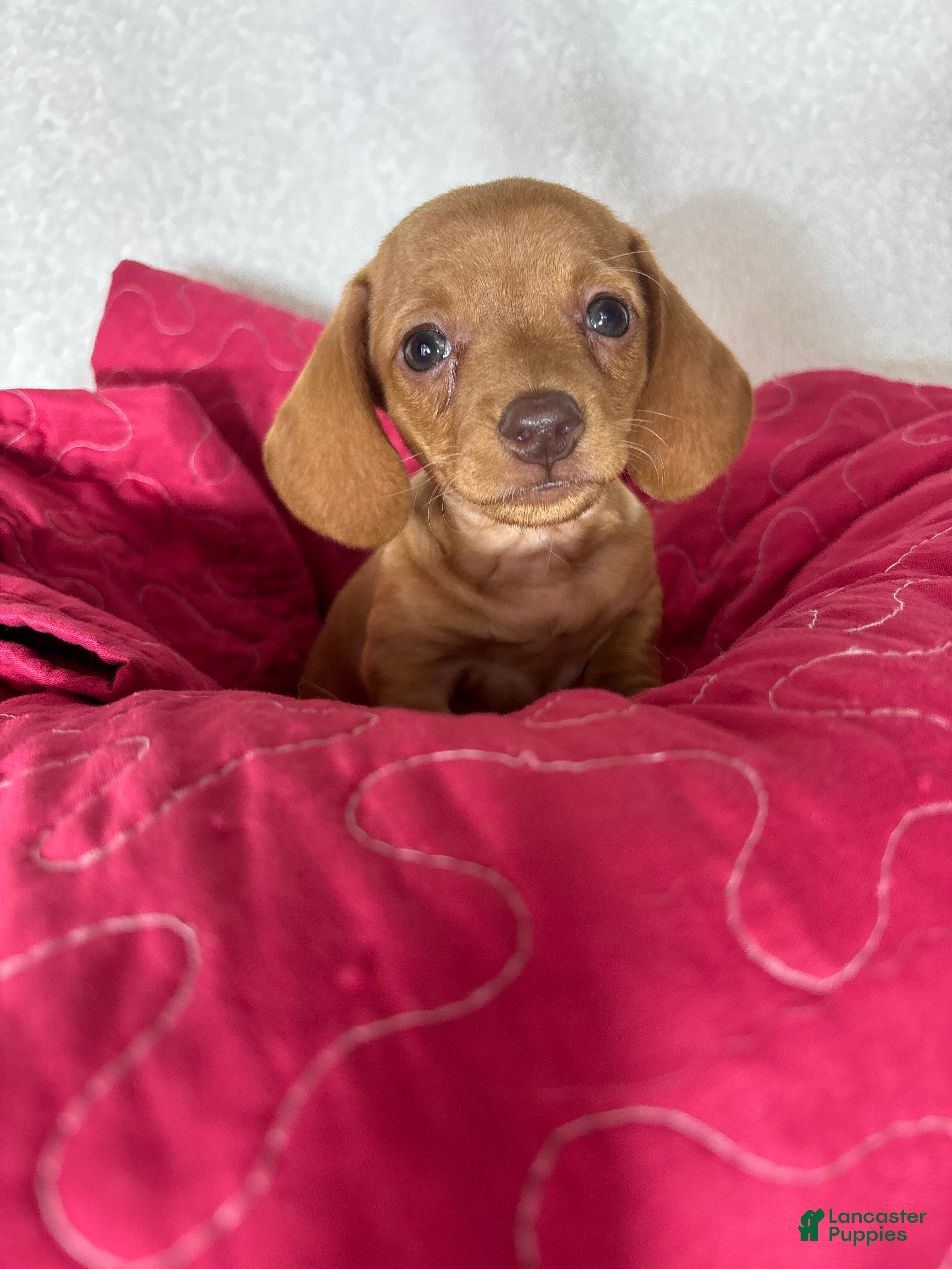 Dachshund dogs Dylan  - Ad 6