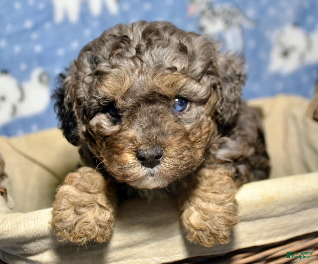 Mini Bernedoodle dogs for sale: Micro Bernedoodle Puppy 1 Bennett - Ad 3