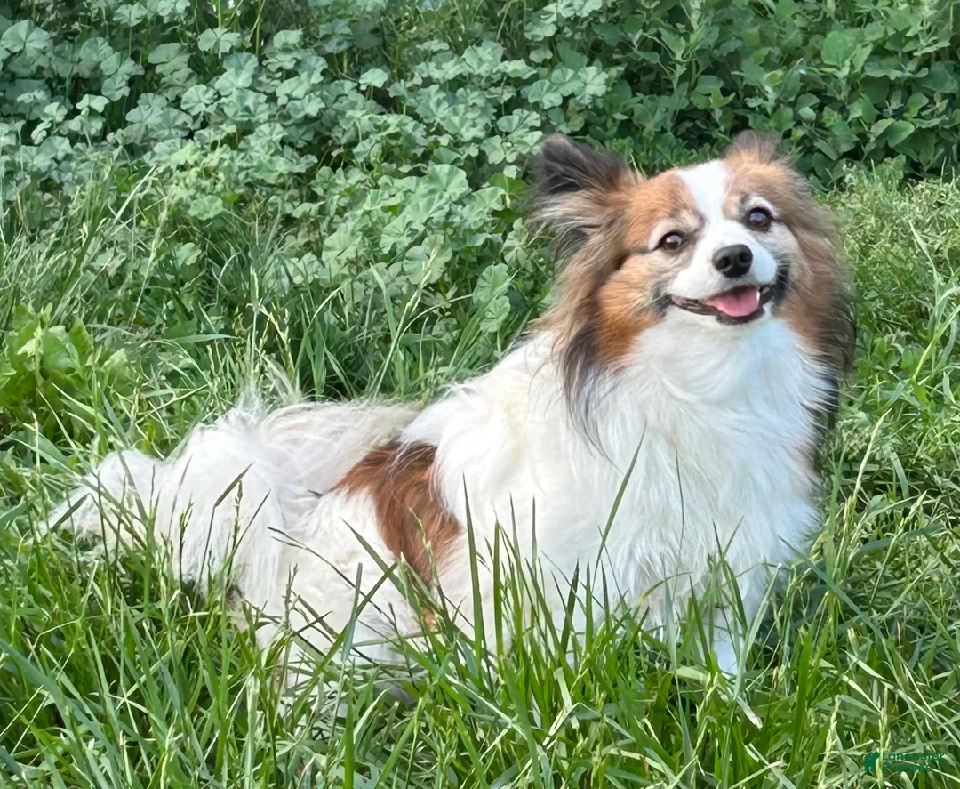 Mixed Breed dogs for sale: Rosebud - Ad 10