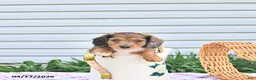 Dachshund dogs for sale: Ava  - Ad 1