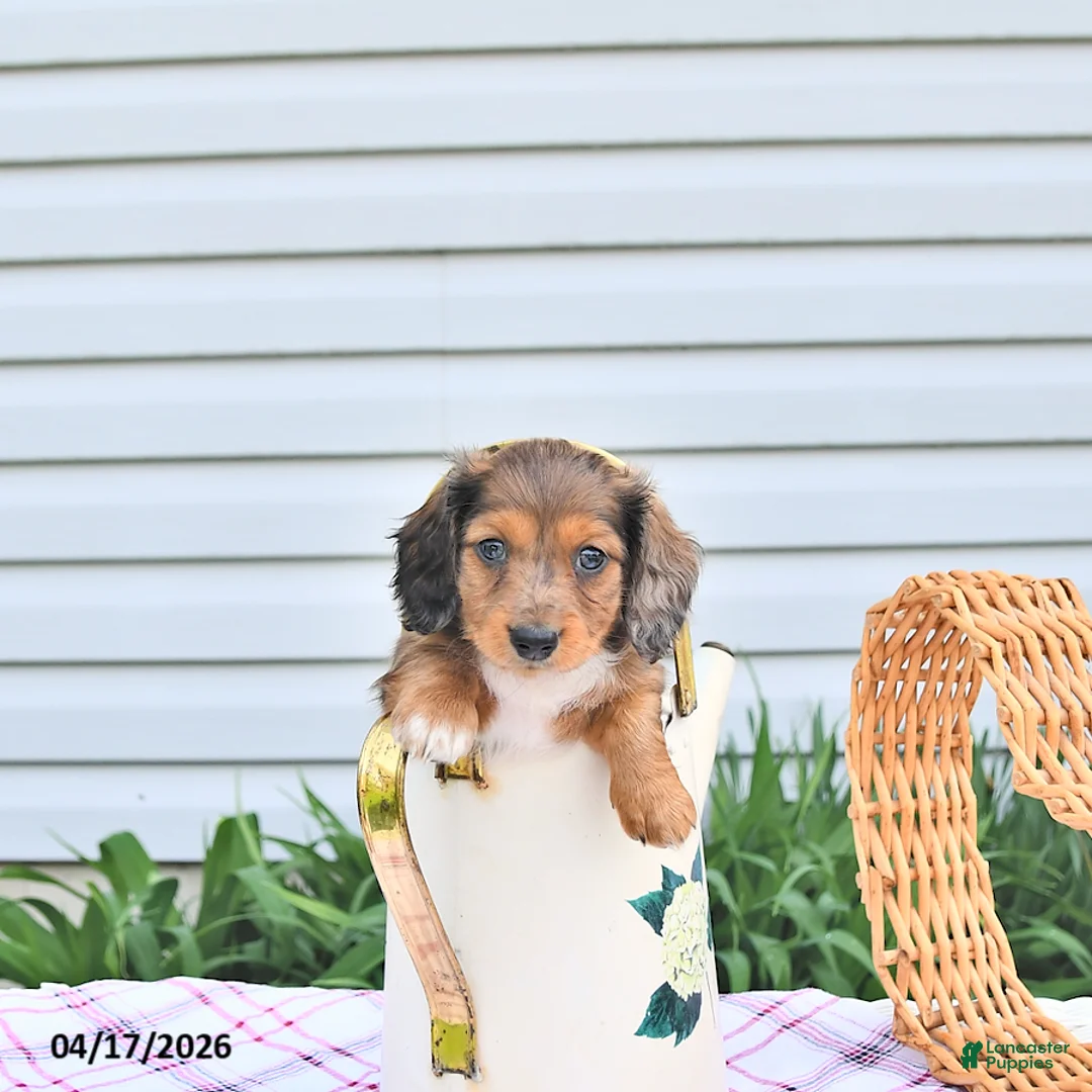 Dachshund dogs for sale: Ava  - Ad 1