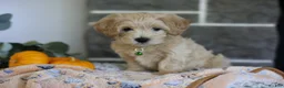 Maltipoo dogs for sale: Beanie - Ad 13