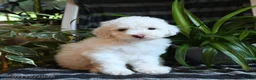 Bichpoo dogs for sale: Buddy - Ad 3