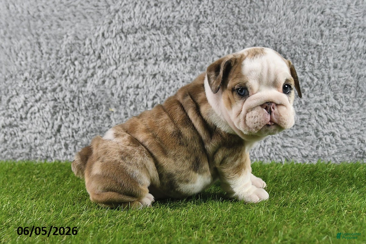 English Bulldog dogs Mindy - Ad 1