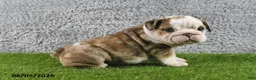 English Bulldog dogs for sale: Mindy - Ad 1