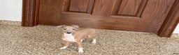 Italian Greyhound dogs for sale: Italian Greyhound Puppy 3 - Ad 10