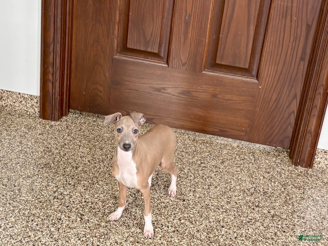Italian Greyhound dogs for sale: Italian Greyhound Puppy 3 - Ad 10