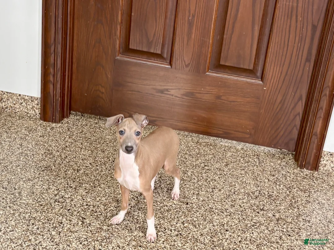 Italian Greyhound dogs for sale: Italian Greyhound Puppy 3 - Ad 10