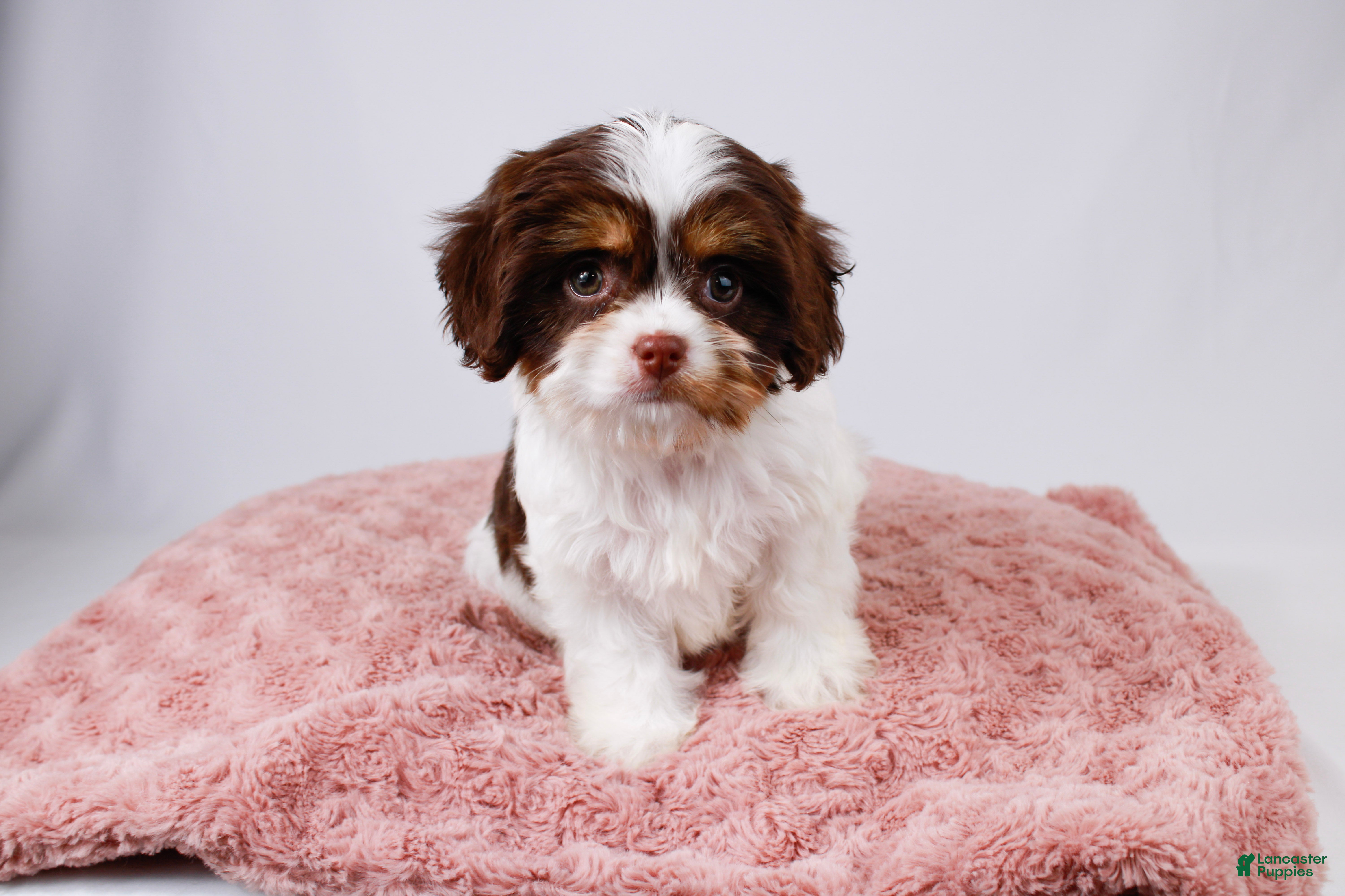 Cavapoo dogs for sale: Muffin - Ad 2