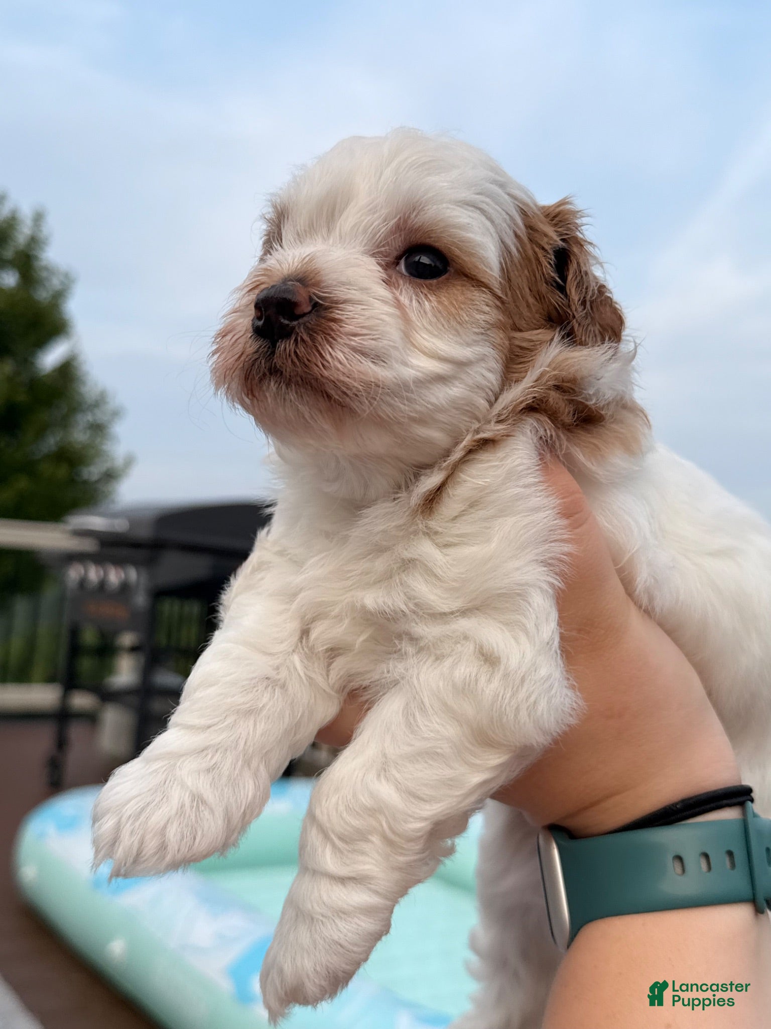Mixed Breed dogs Mixed Breed 1 - Ad 19