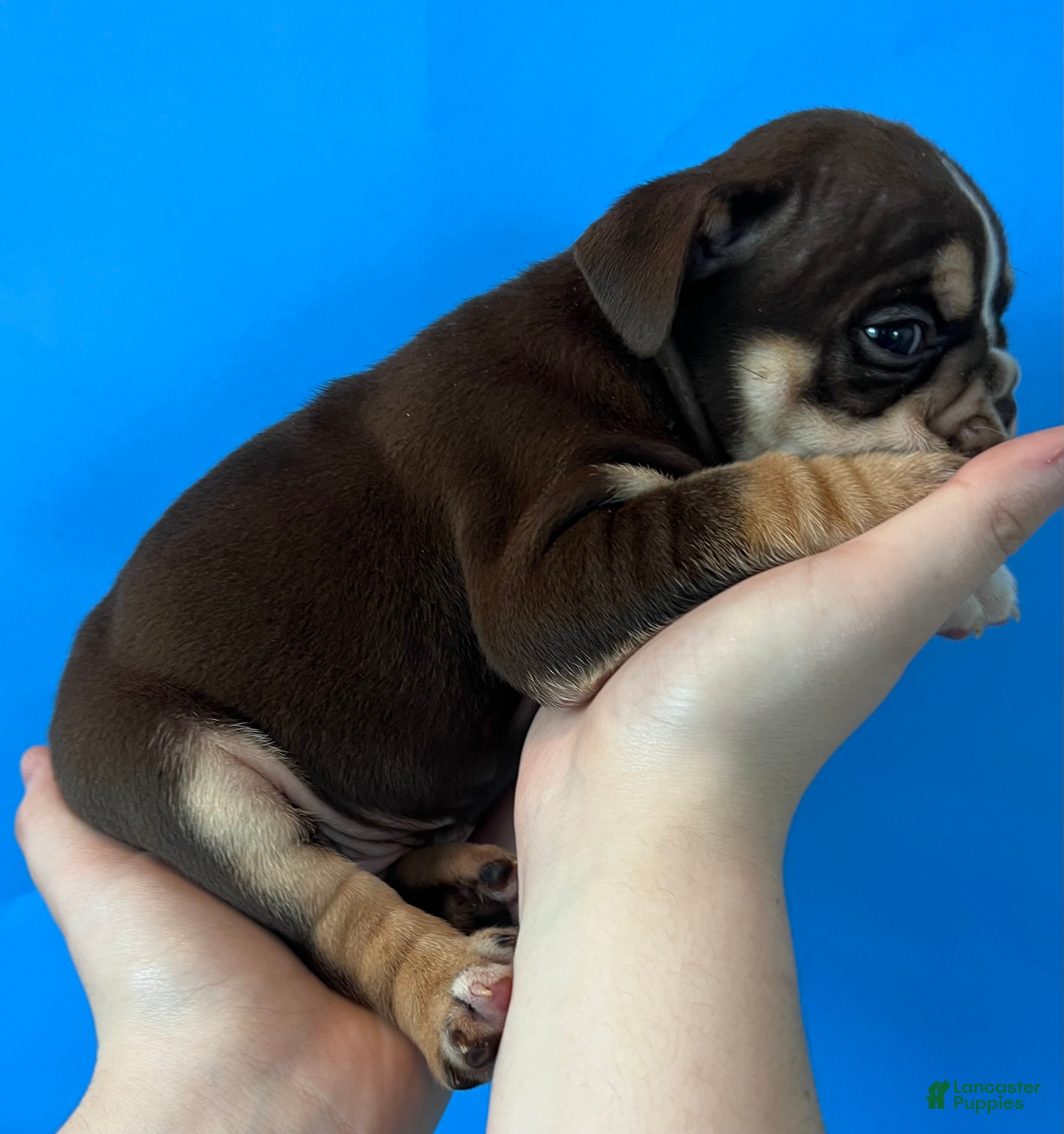 English Bulldog dogs Bucky (chocolate tri) - Ad 13