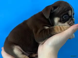 English Bulldog dogs Bucky (chocolate tri) - Ad 12