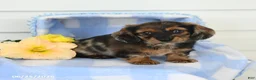 Miniature Dachshund dogs for sale: Bentley - Ad 5