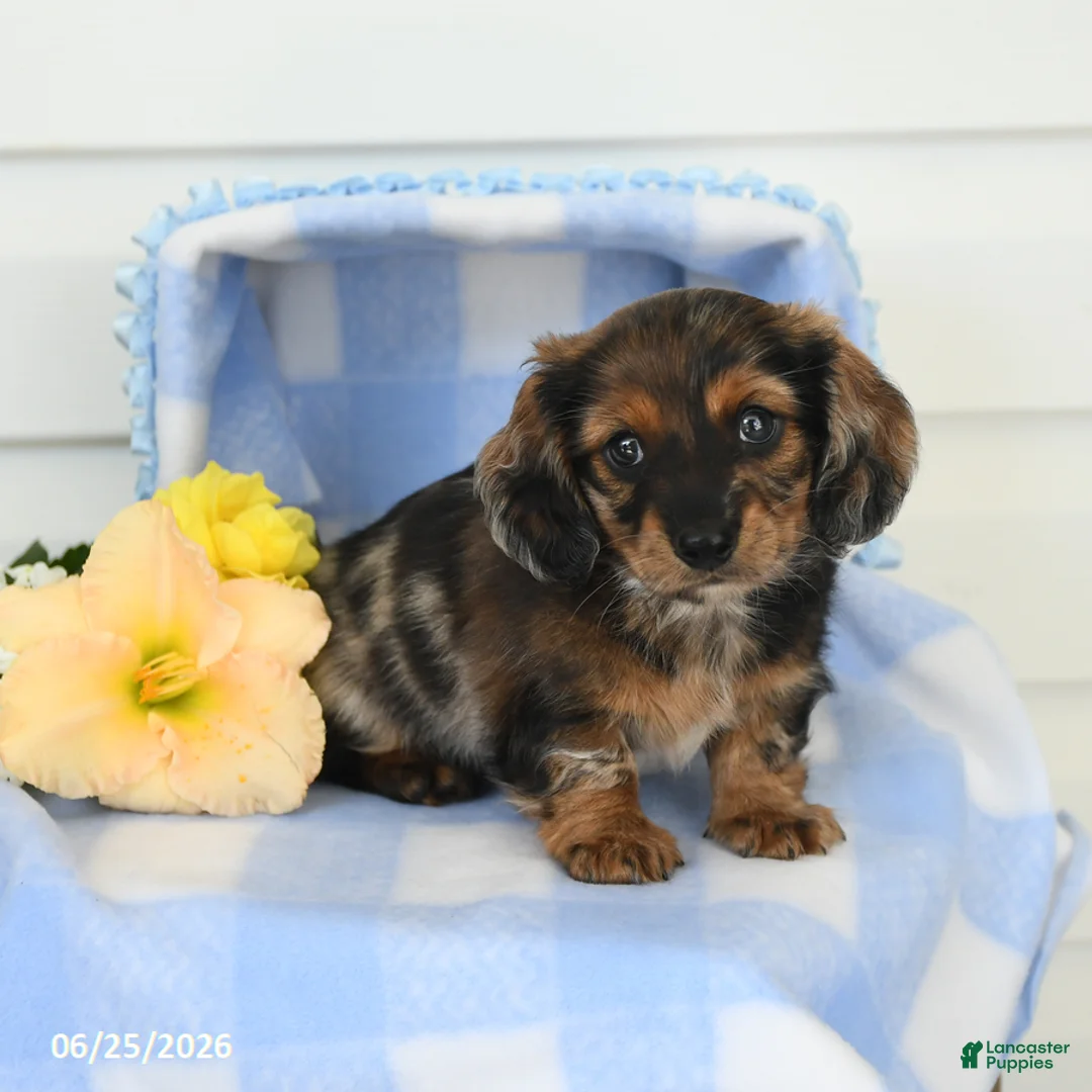 Miniature Dachshund dogs for sale: Bentley - Ad 5