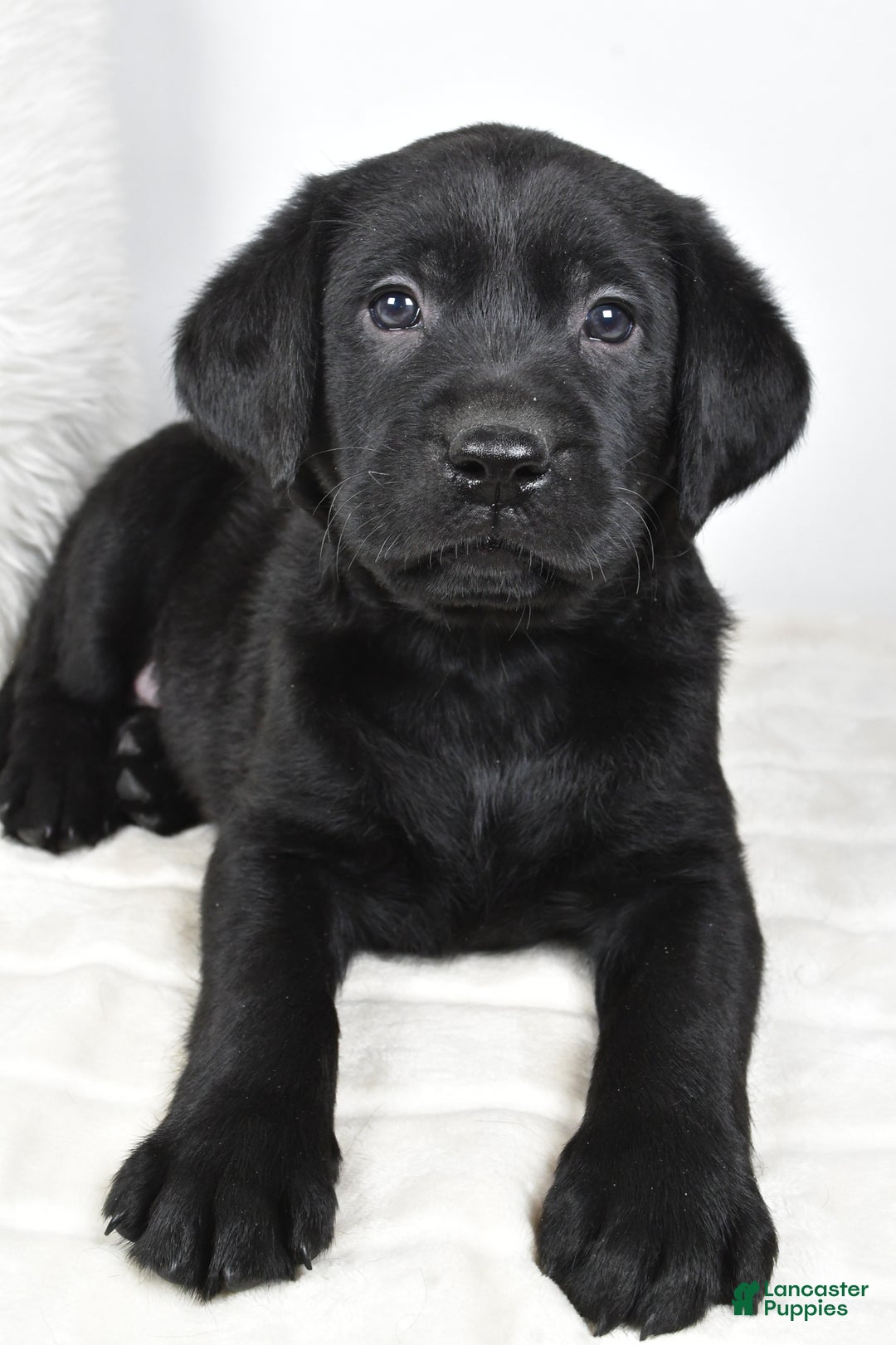 Labrador Retriever dogs for sale: Luna - Ad 9