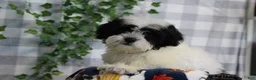 Bichpoo dogs for sale: Frosty - Ad 1