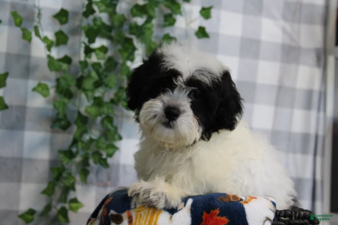 Bichpoo dogs for sale: Frosty - Ad 1
