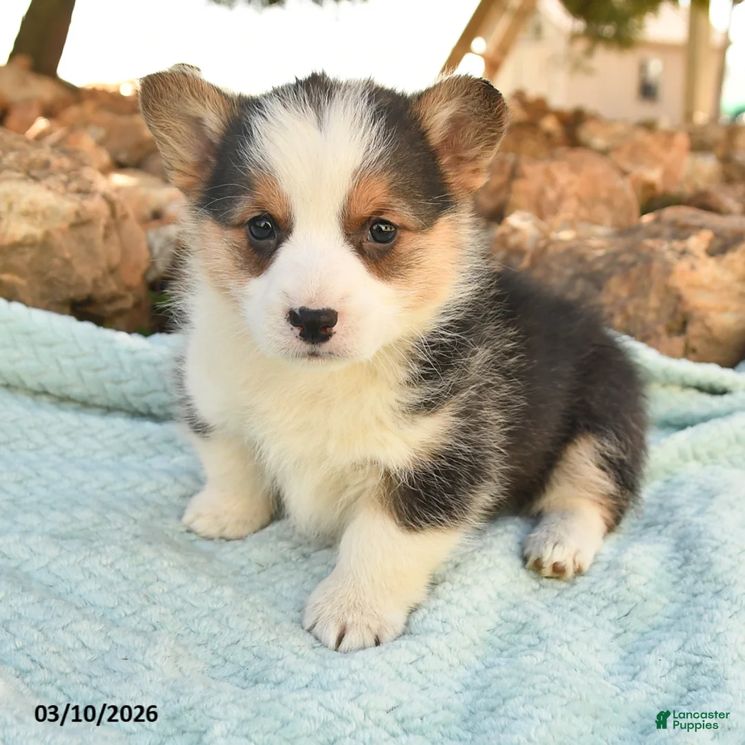 Welsh Corgi Pembroke dogs for sale: Racer - Ad 2