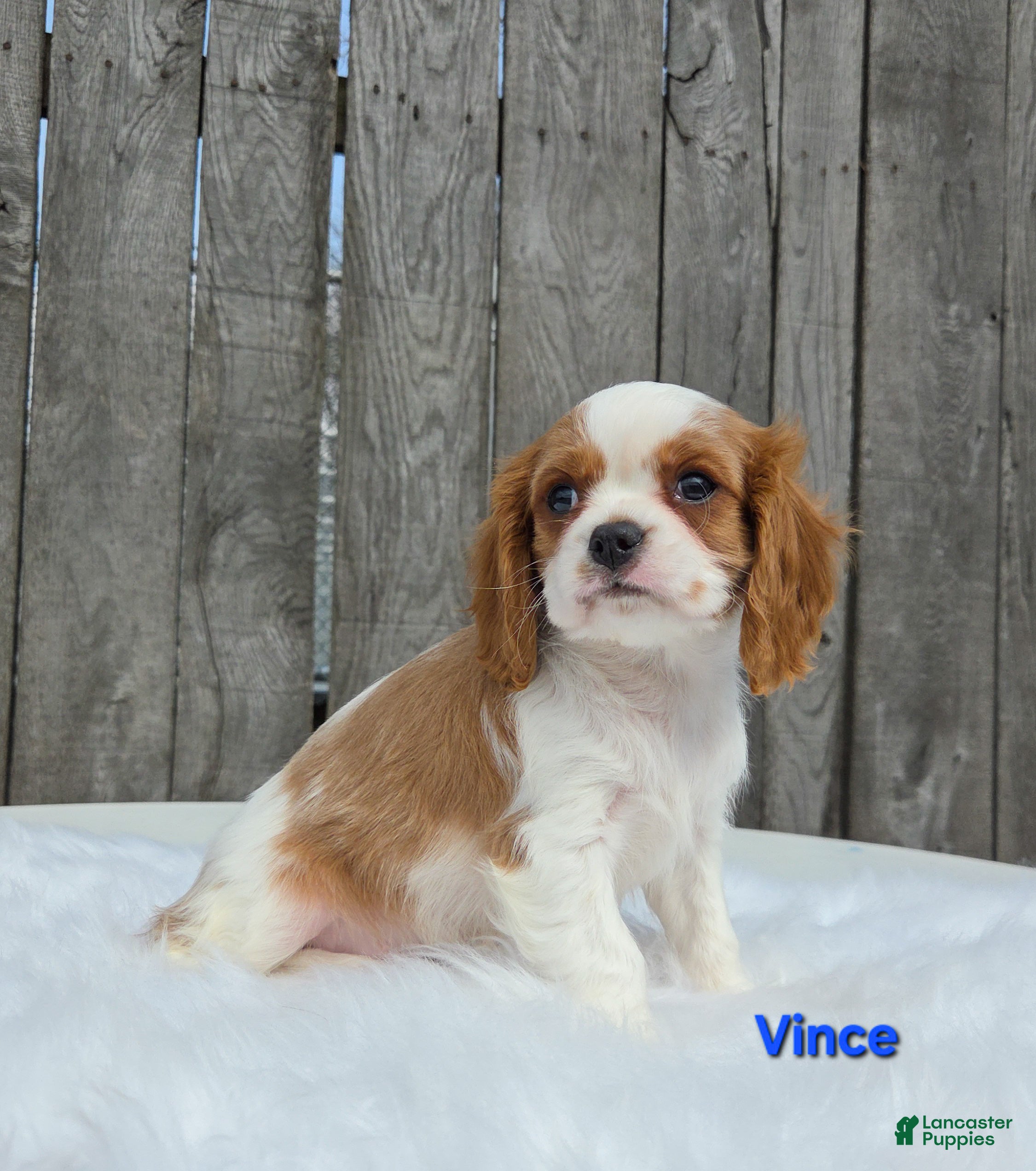 Cavalier King Charles Spaniel dogs Vince  - Ad 1