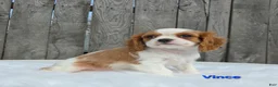Cavalier King Charles Spaniel dogs for sale: Vince  - Ad 1
