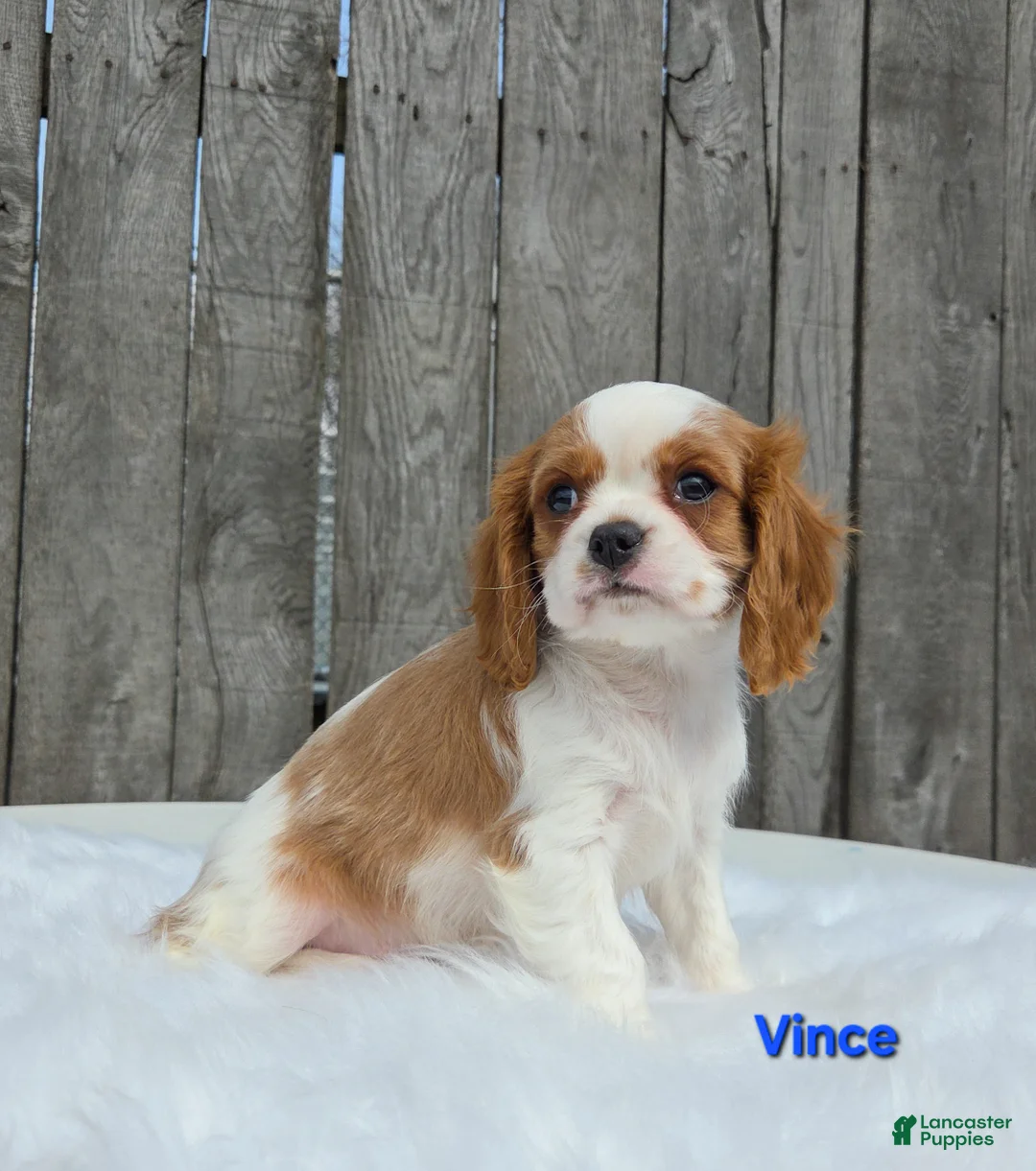 Cavalier King Charles Spaniel dogs for sale: Vince  - Ad 1