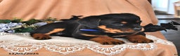 Rottweiler dogs for sale: Lady - Ad 3