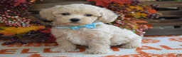 Maltipoo dogs for sale: Mason - Ad 8