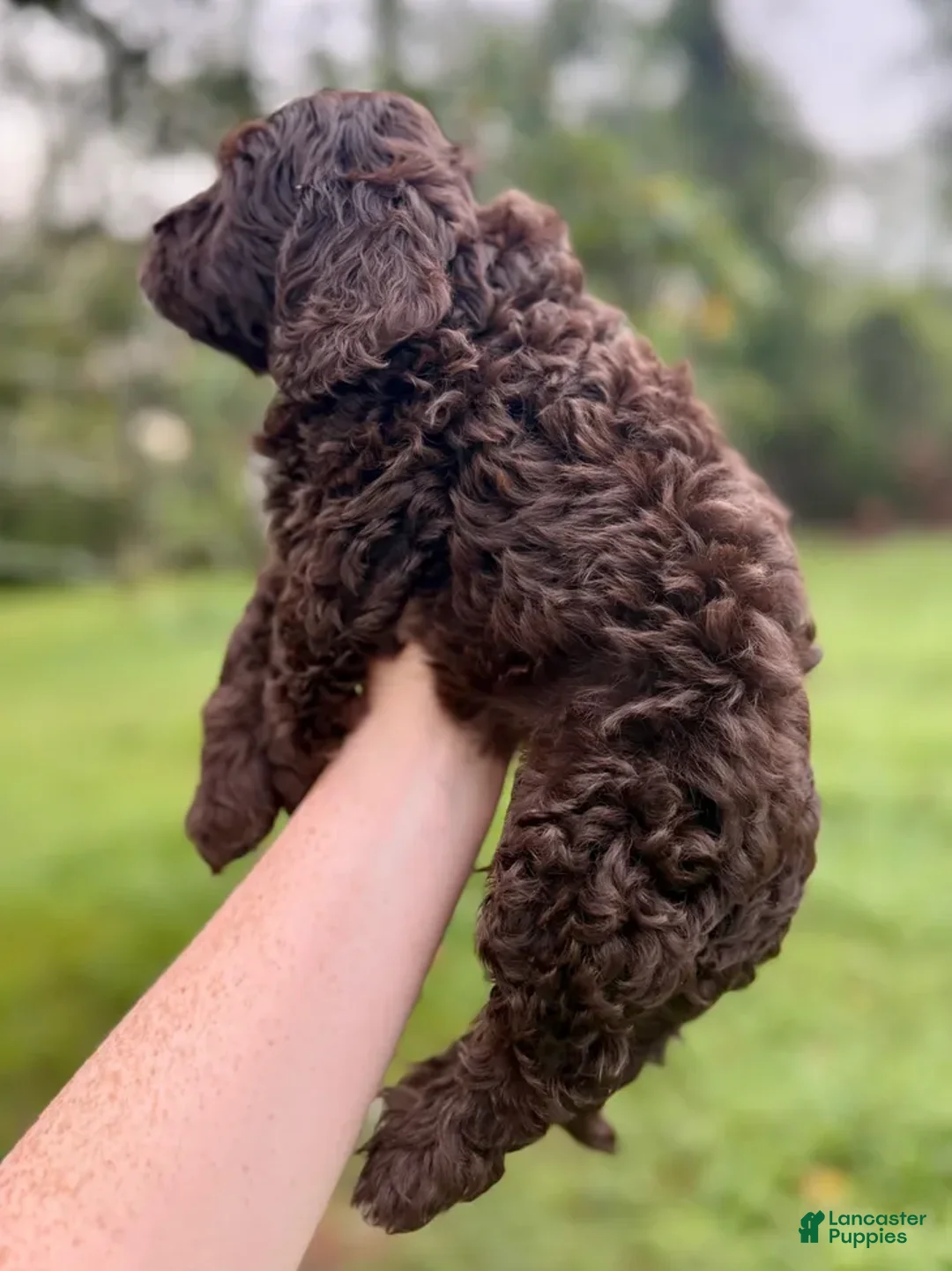 Miniature Labradoodle dogs for sale: Cabernet - Ad 3