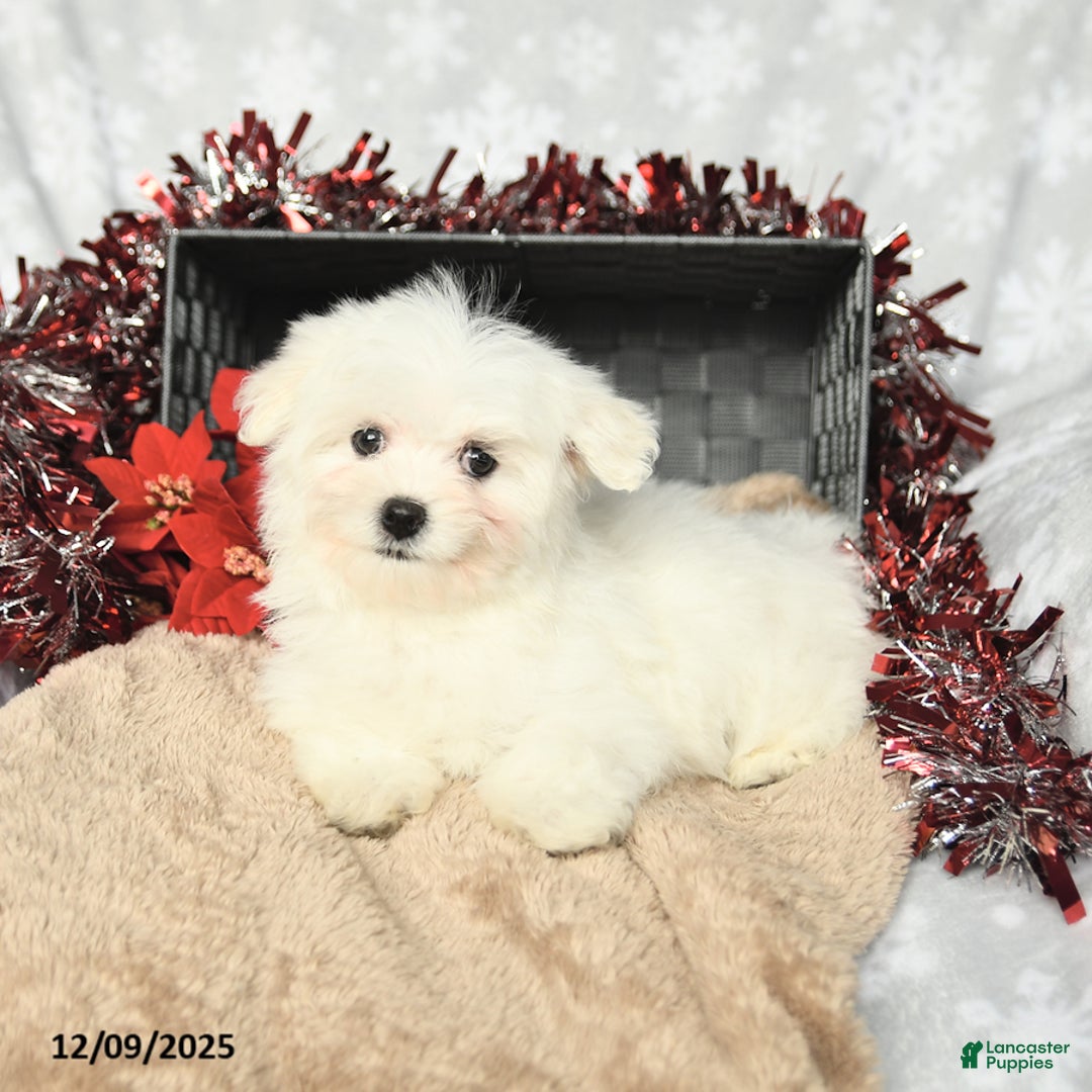 Maltese dogs for sale: Holly - Ad 3