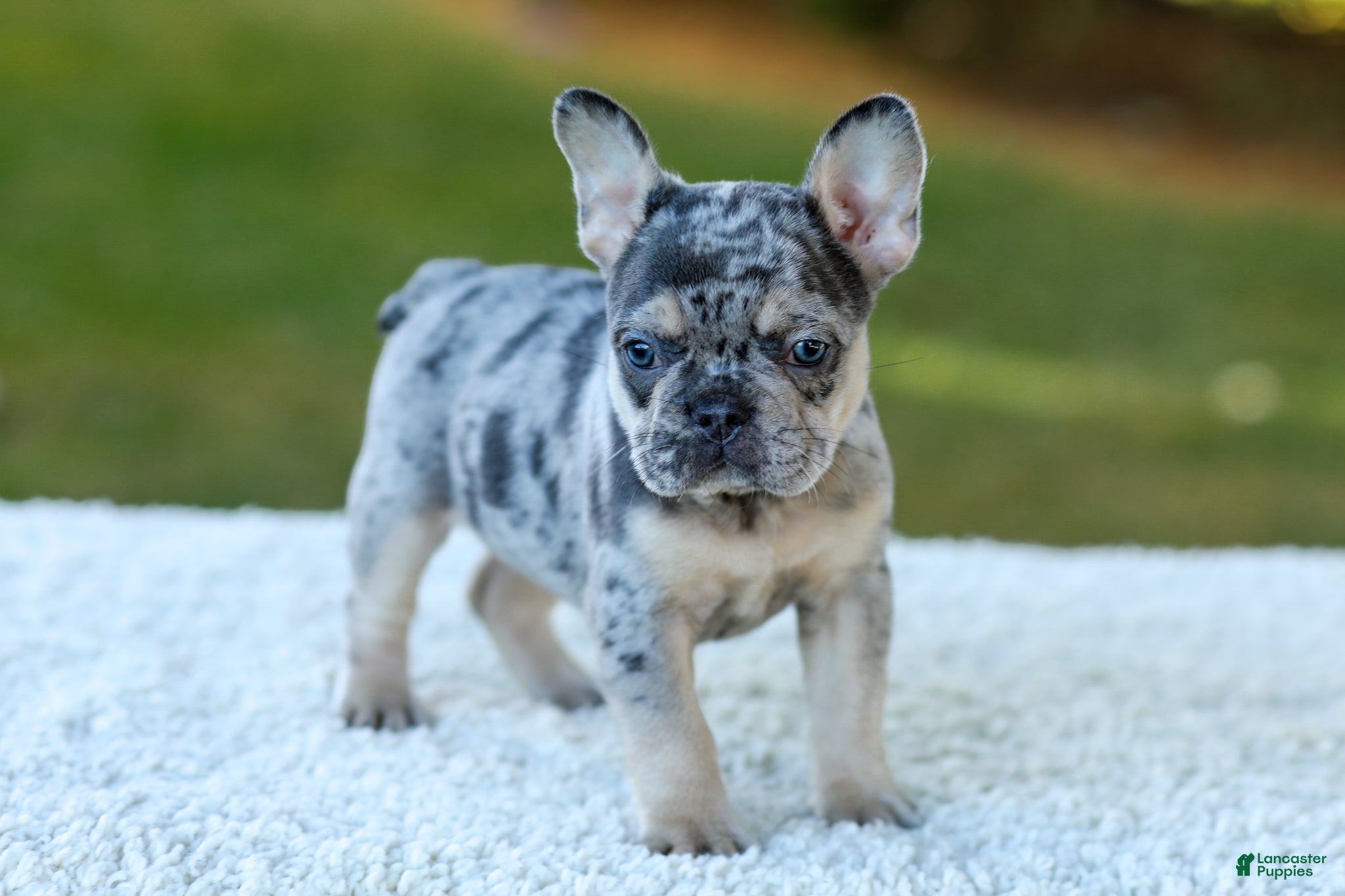 French Bulldog dogs for sale: Cookie - Blue Merle - Ad 1