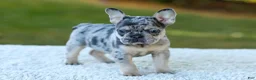 French Bulldog dogs for sale: Cookie - Blue Merle - Ad 1