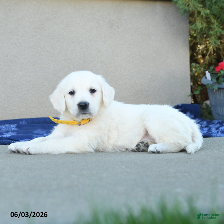 Golden Retriever dogs for sale: Francias - Ad 3
