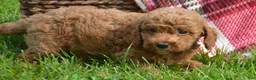 Mini Goldendoodle dogs for sale: Dora Mini Goldendoodle 7 - Ad 4