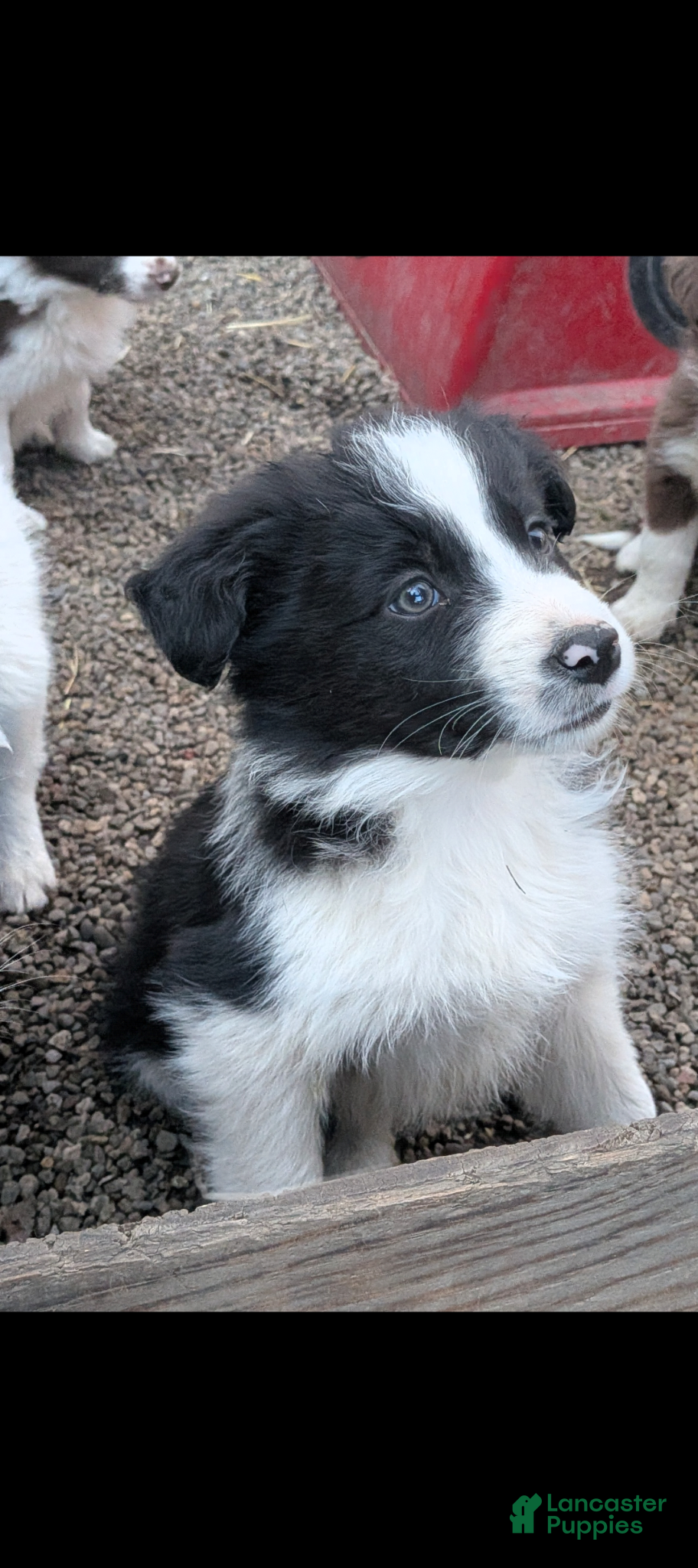 Border Collie dogs Border Collie Puppy 5 - Ad 40