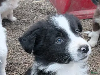 Border Collie dogs Border Collie Puppy 5 - Ad 40