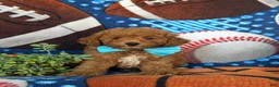 Toy Poodle dogs for sale: Corbett 7 lbs Full Grown - Ad 4