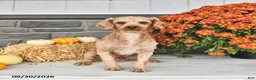 Cavapoo dogs for sale: Bennie - Ad 7