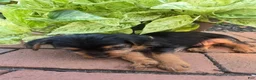 Yorkshire Terrier dogs for sale: Teacup Cherry - Ad 3