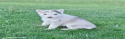 Gerberian Shepsky dogs for sale: Silver - Ad 1