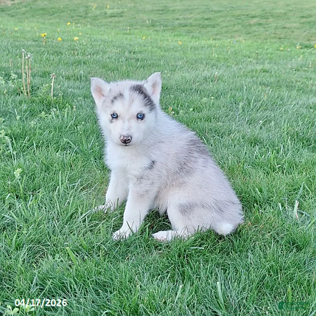 Gerberian Shepsky dogs for sale: Silver - Ad 1