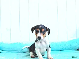 Mixed Breed dogs Clover - Ad 34