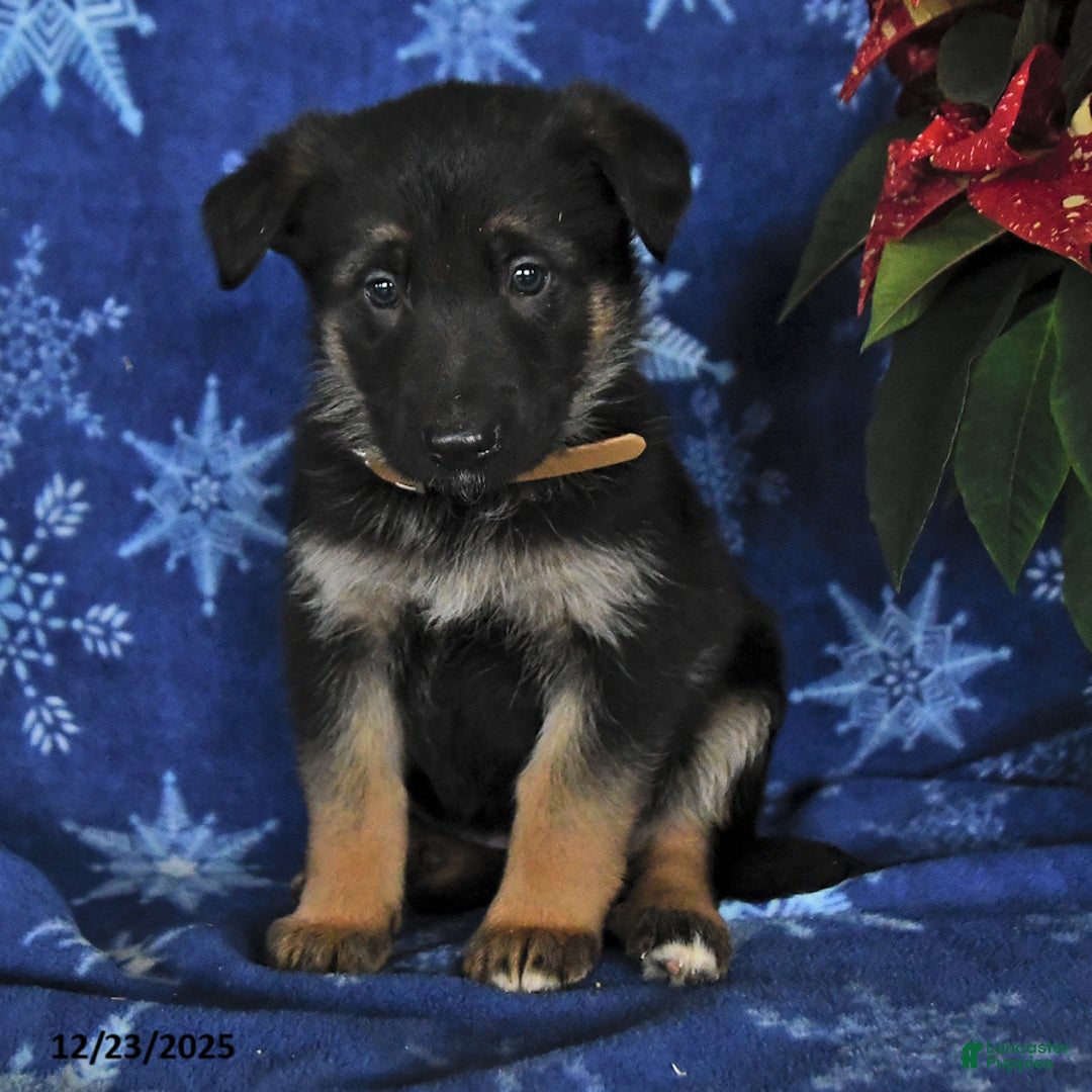 German Shepherd dogs for sale: Naomi - Ad 3