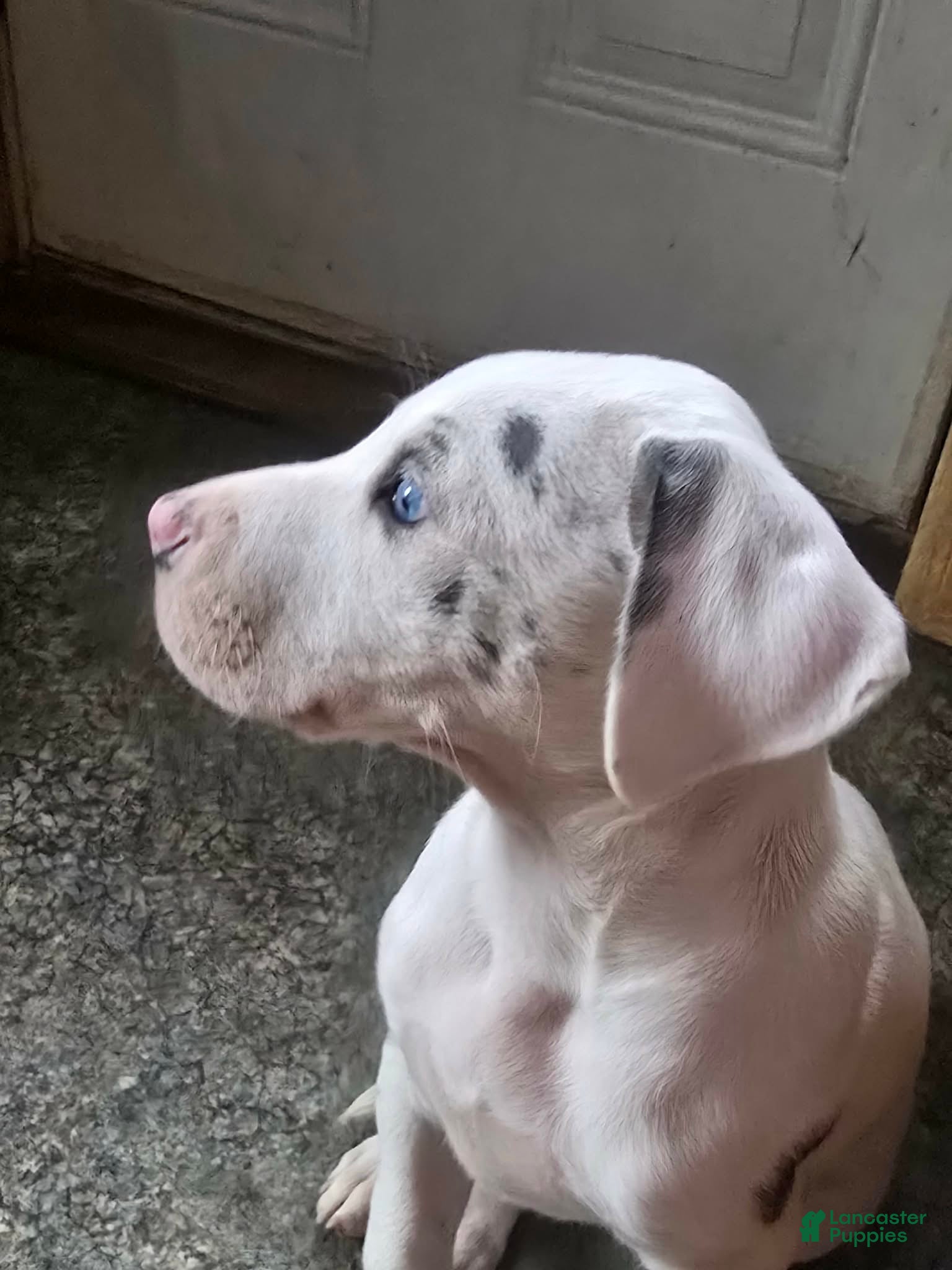 Great Dane dogs Apex - Ad 29