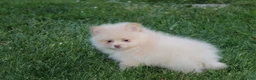 Pomeranian dogs for sale: Teddy  - Ad 12