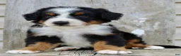 Bernedoodle dogs for sale: Rowan - Ad 4