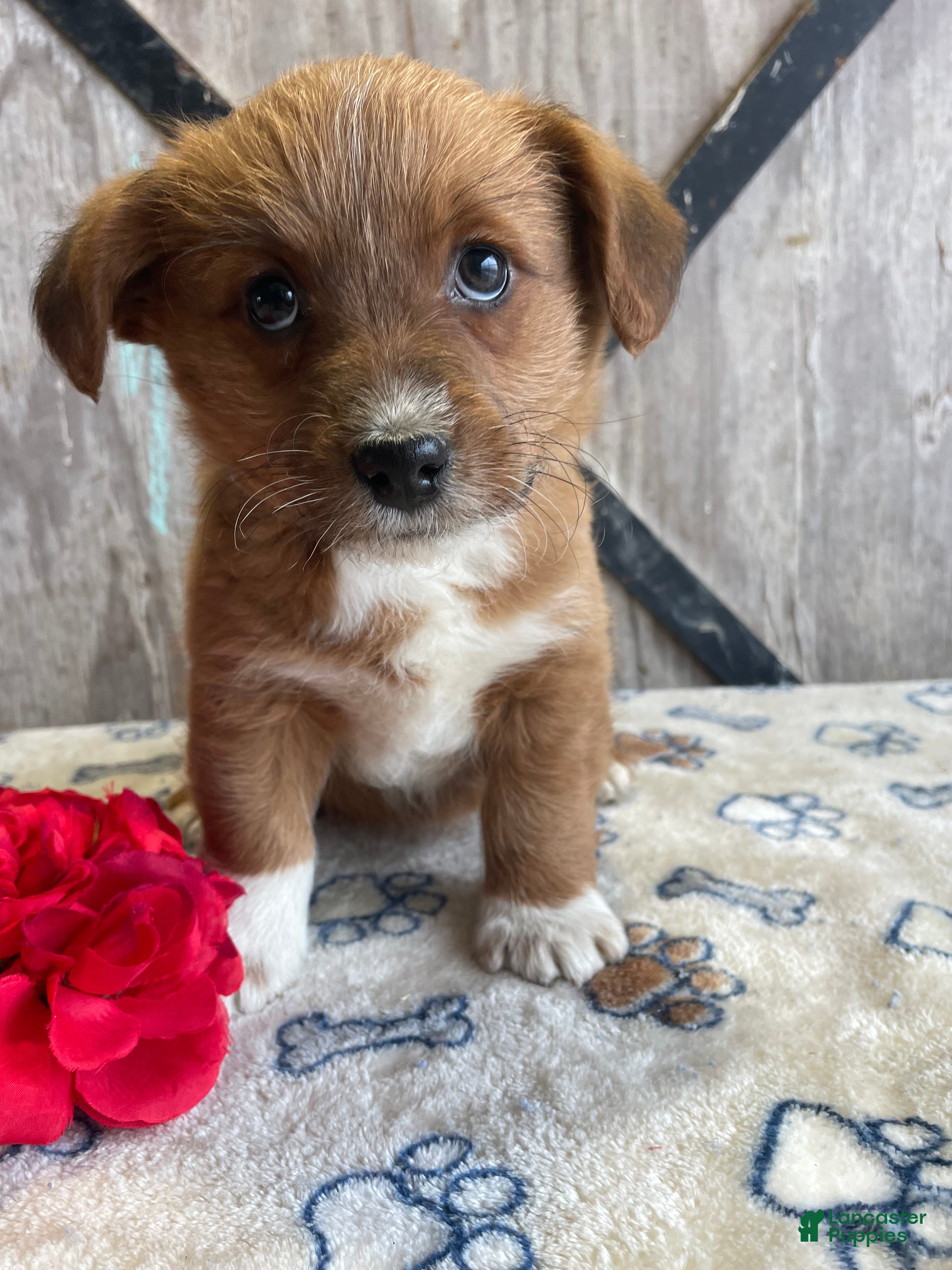 Corgipoo dogs Ginny - Ad 8