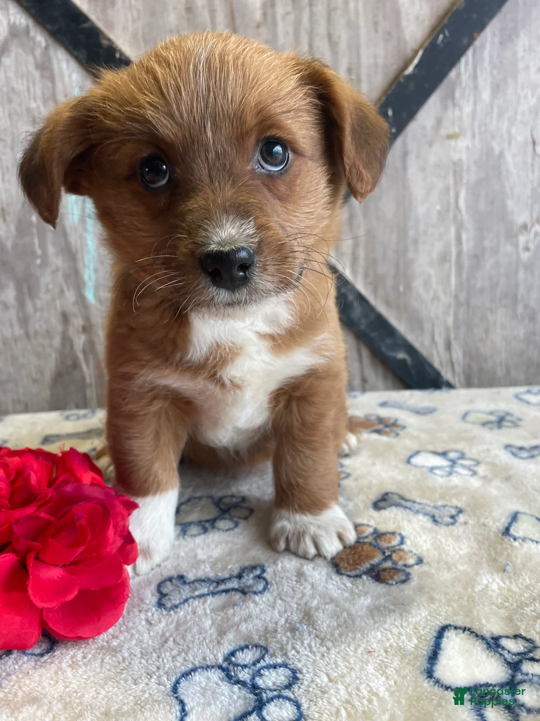 Corgipoo dogs for sale: Ginny - Ad 1