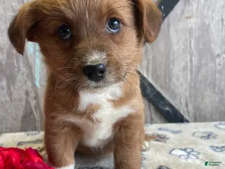 Corgipoo dogs Ginny - Ad 8