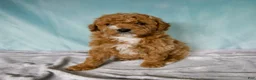Cavapoo dogs for sale: Archie - Ad 3